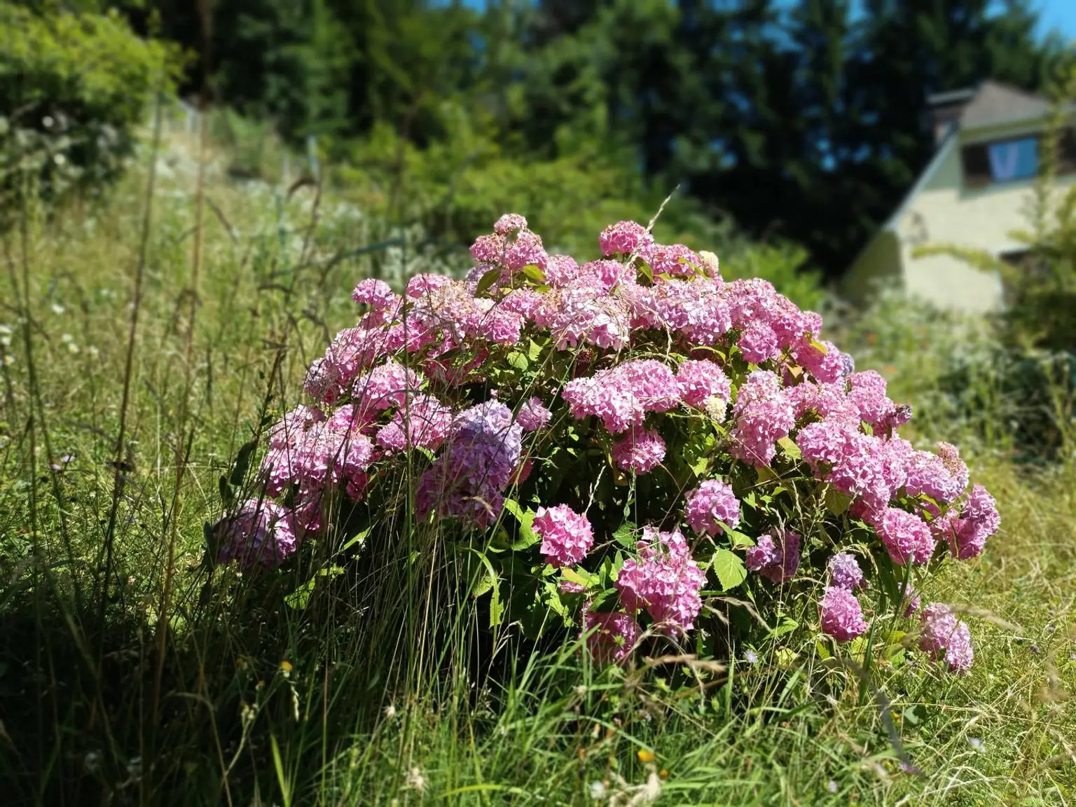 Einfamilienhaus mit viel Potenzial - Wohnen mit Weitblick