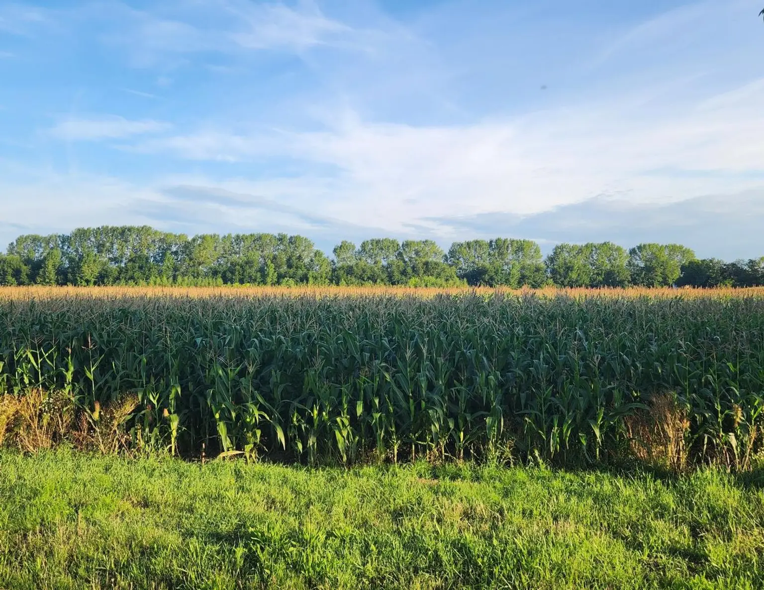 EINE SELTENE GELEGENHEIT AUF EINE KLEINE ACKERFLÄCHE IN FREUNDORF - ZUSAMMENHÄNGENDE LANDWIRTSCHAFTLICHE FLÄCHE