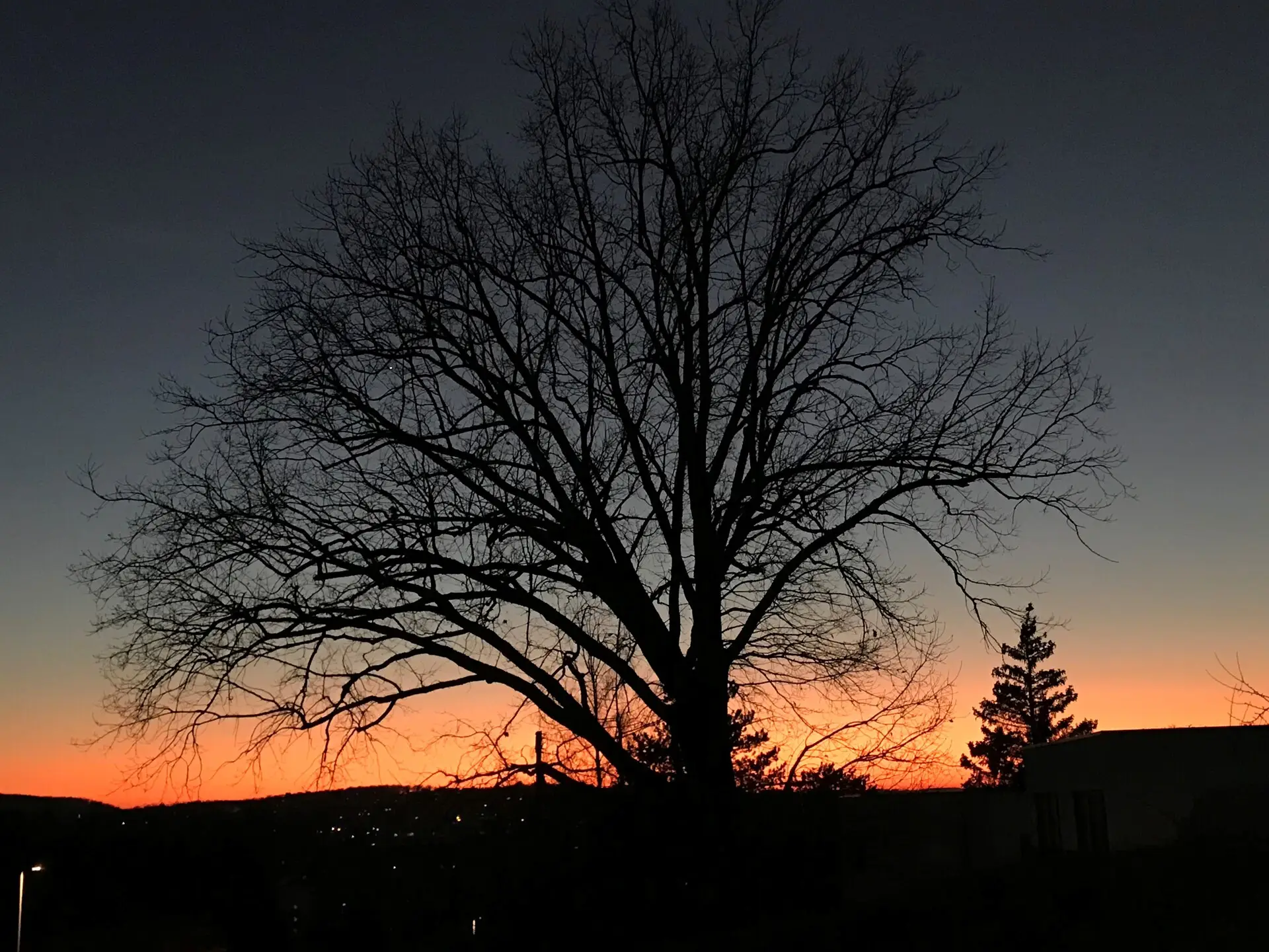Eiche im Garten Sonnenuntergang Foto aus Privatbestand