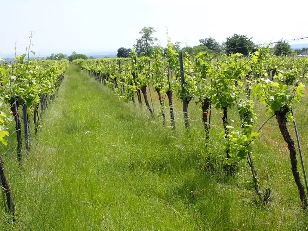 SELTENE GELEGENHEIT: WEINGÄRTEN IN ENGELMANNSBRUNN, FELS AM WAGRAM, RUPPERSTHAL UND THÜRNTHAL - WEINGARTEN, LANDWIRTSCHAFTLICHE FLÄCHE