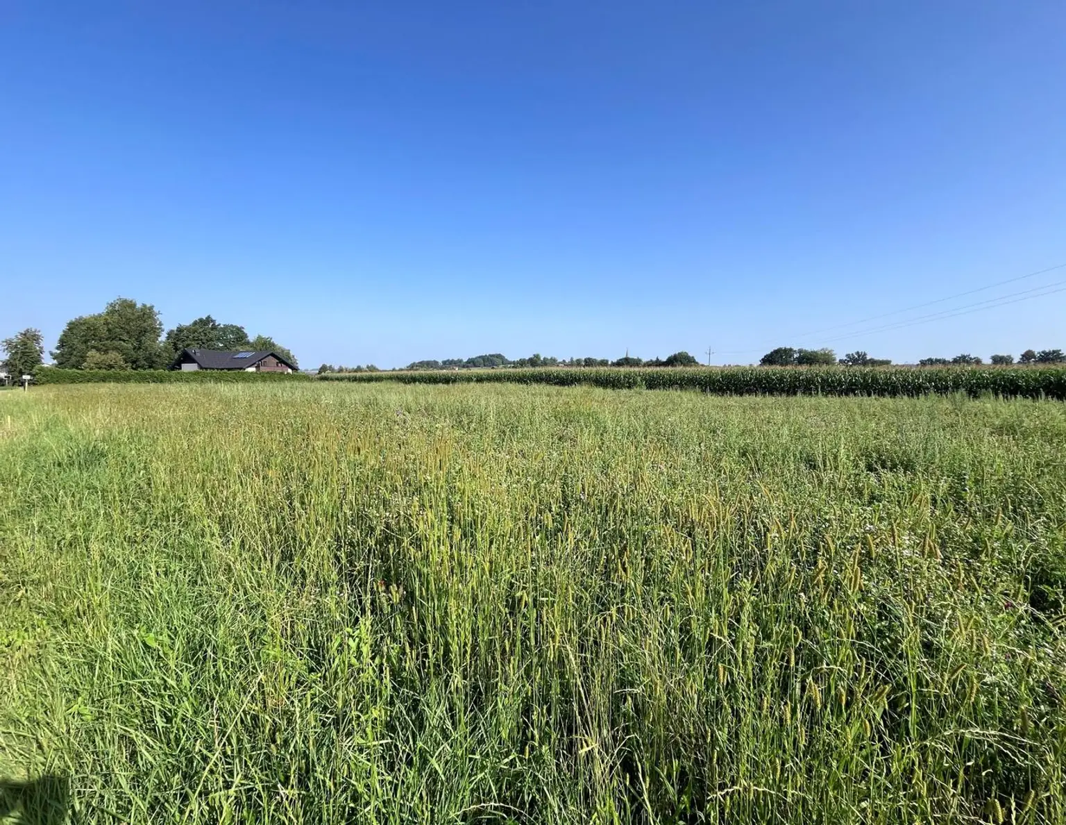 Ebener Baugrund in sonniger Ortsrandlage