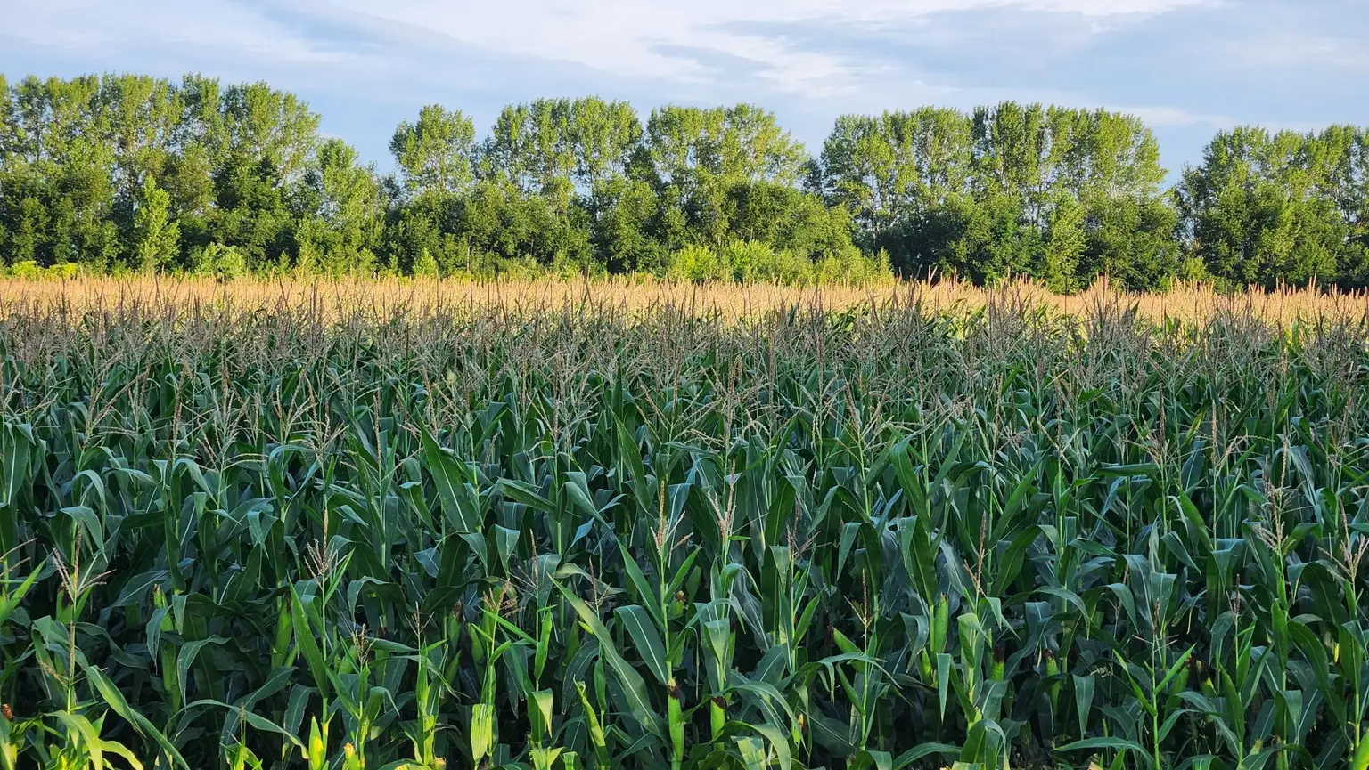 EINE SELTENE GELEGENHEIT AUF EINE KLEINE ACKERFLÄCHE IN FREUNDORF - ZUSAMMENHÄNGENDE LANDWIRTSCHAFTLICHE FLÄCHE