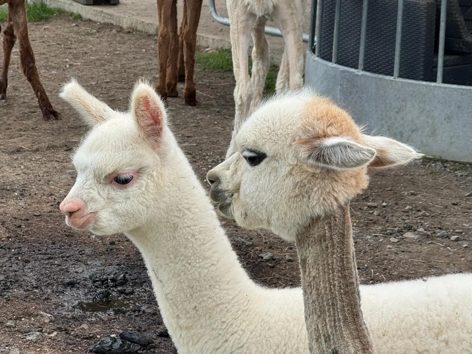 ALPAKAHOF MIT KOMPLETTEM VIEHBESTAND UND ZUBEHÖR ! Rarität! Bauernhof mit ca. 2,7 ha Weide!