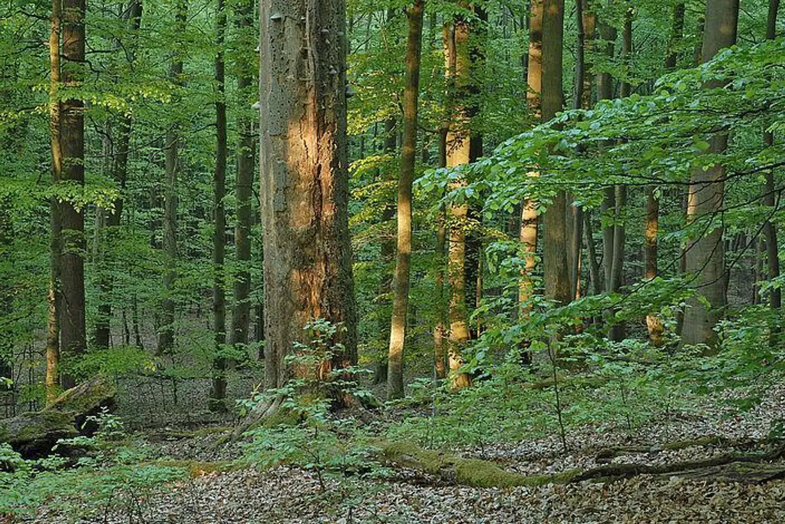 Wald 2