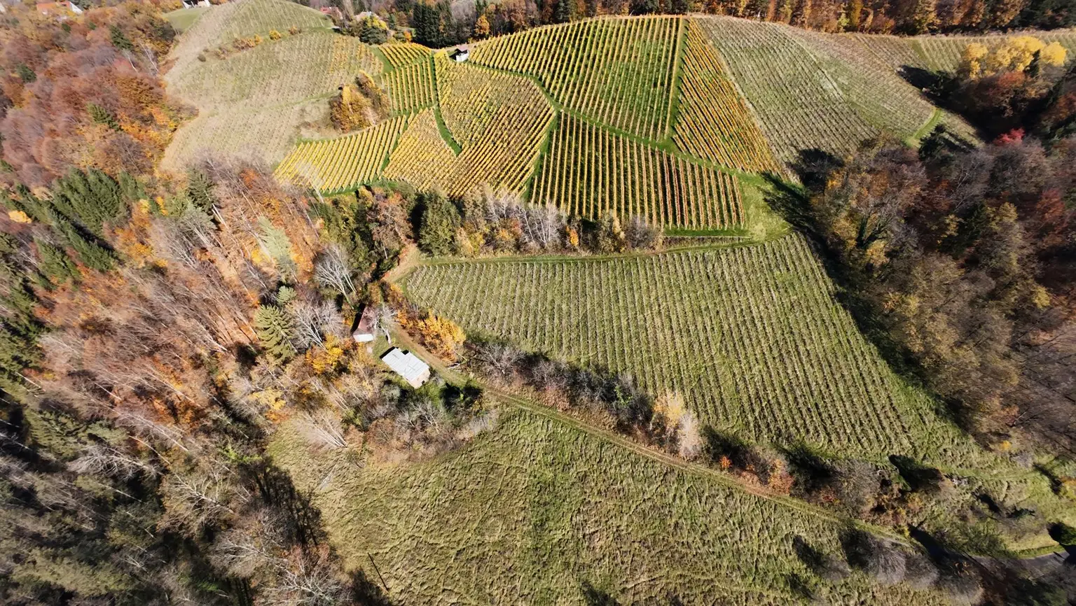 Weingarten mit Landwirtschaft und Altbestand in Kranach, Gemeinde Gamlitz