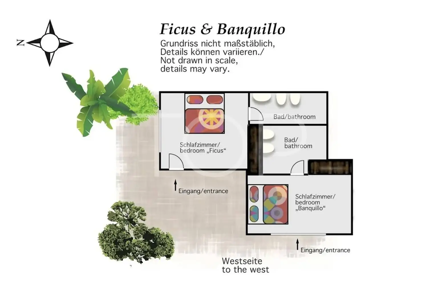 Plano-Ficus-Banquillo