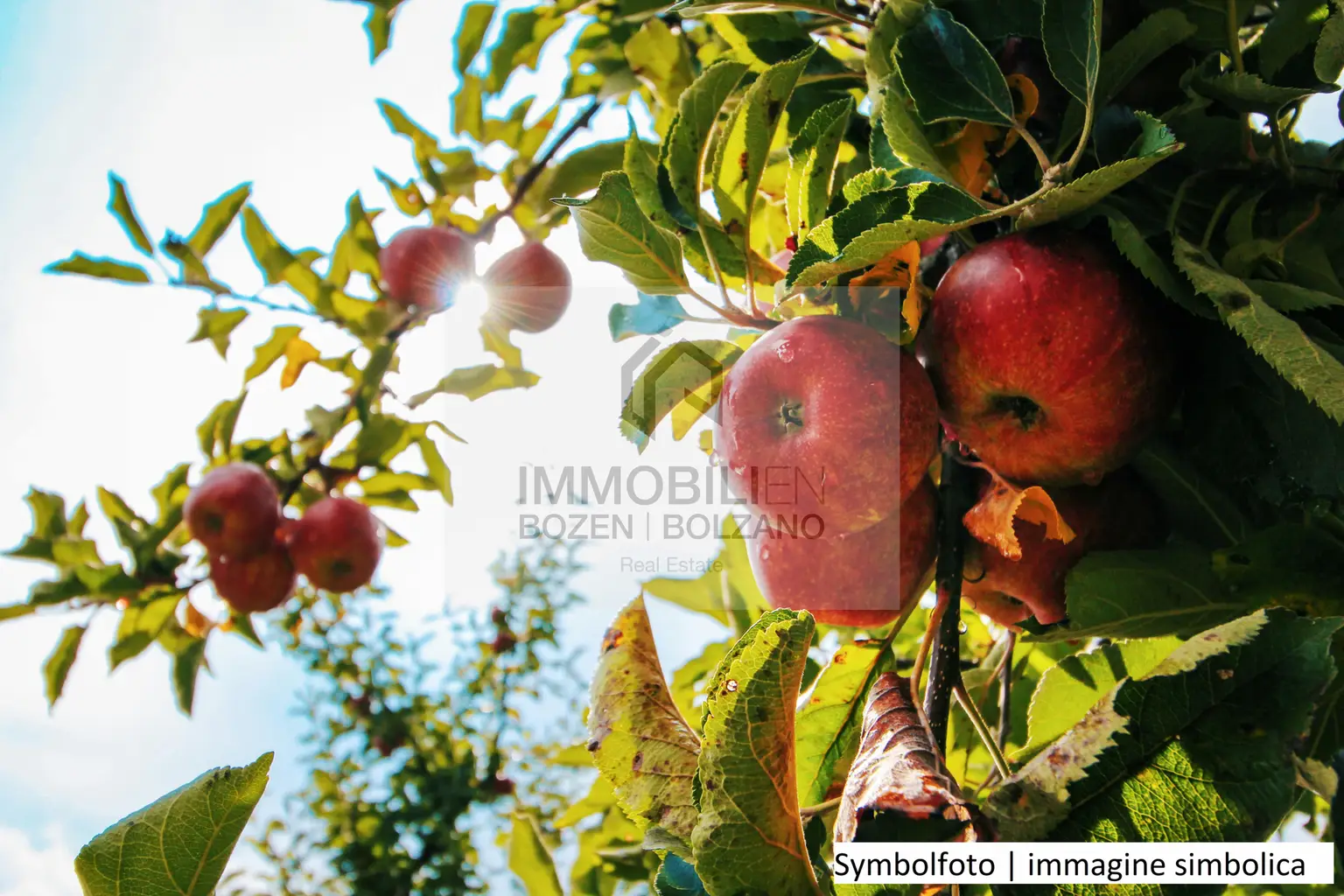 pexels-shottrotter-574919