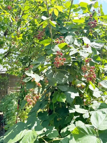 GARTENPARADIES MIT EINFAMILIENHAUS-FLAIR!