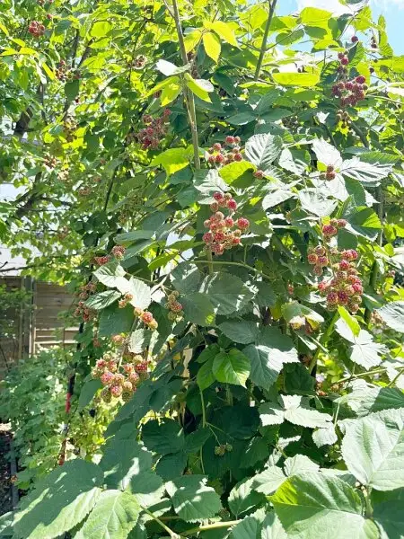 GARTENPARADIES MIT EINFAMILIENHAUS-FLAIR!