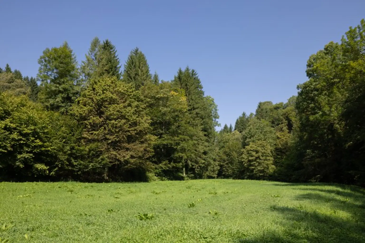 Ehemaliges Forsthaus mit Wirtschaftsgebäuden, allein und ruhig im Wald gelegen.