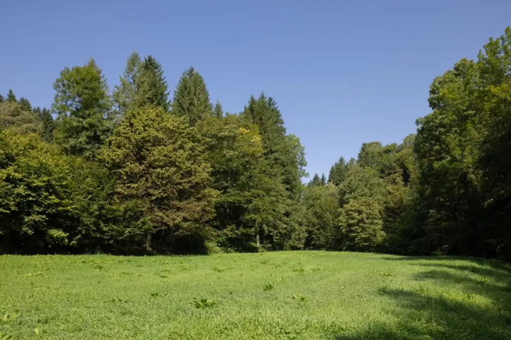 Ehemaliges Forsthaus mit Wirtschaftsgebäuden, allein und ruhig im Wald gelegen.