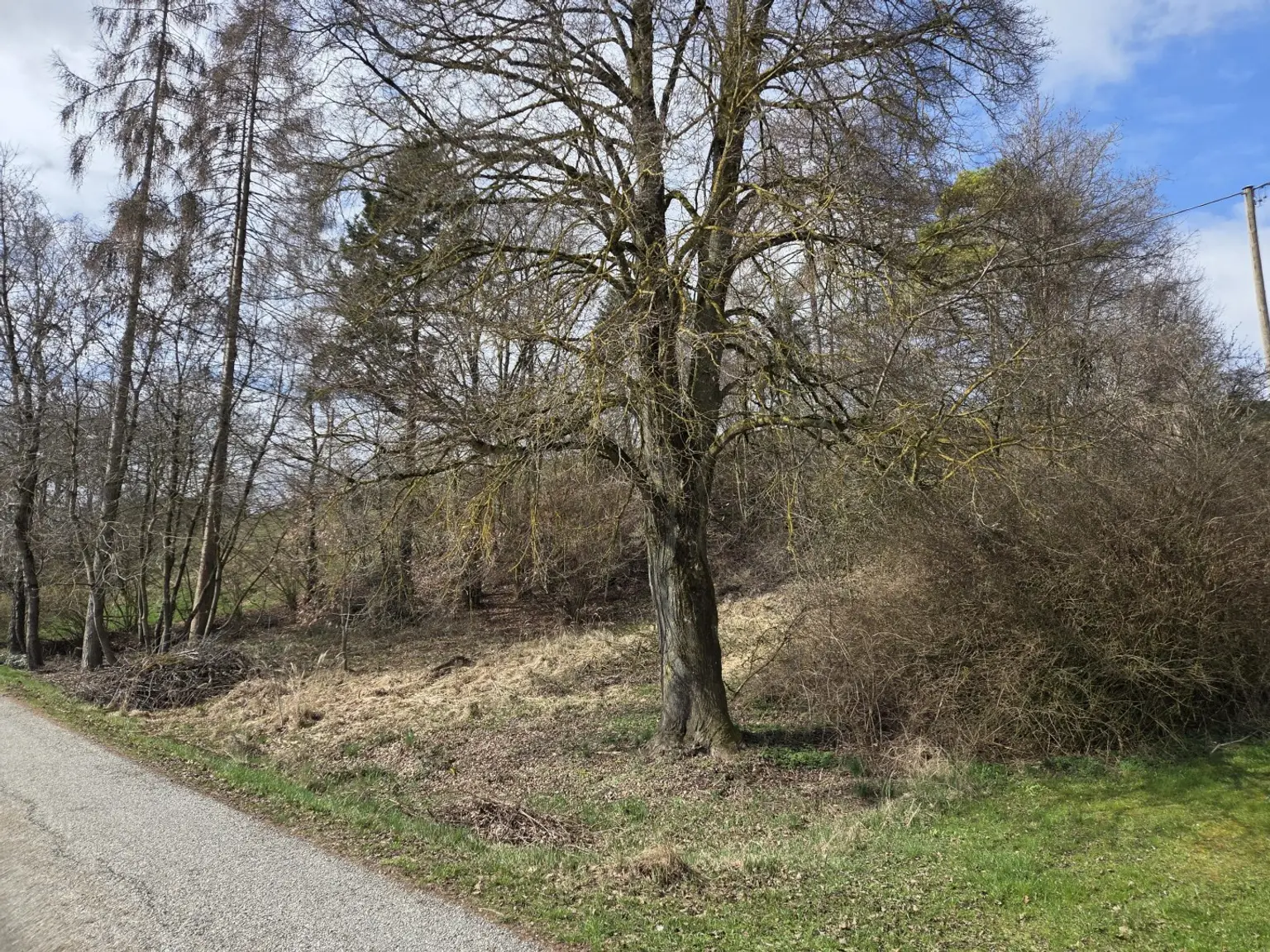 natürliche Schattenspender vorhanden