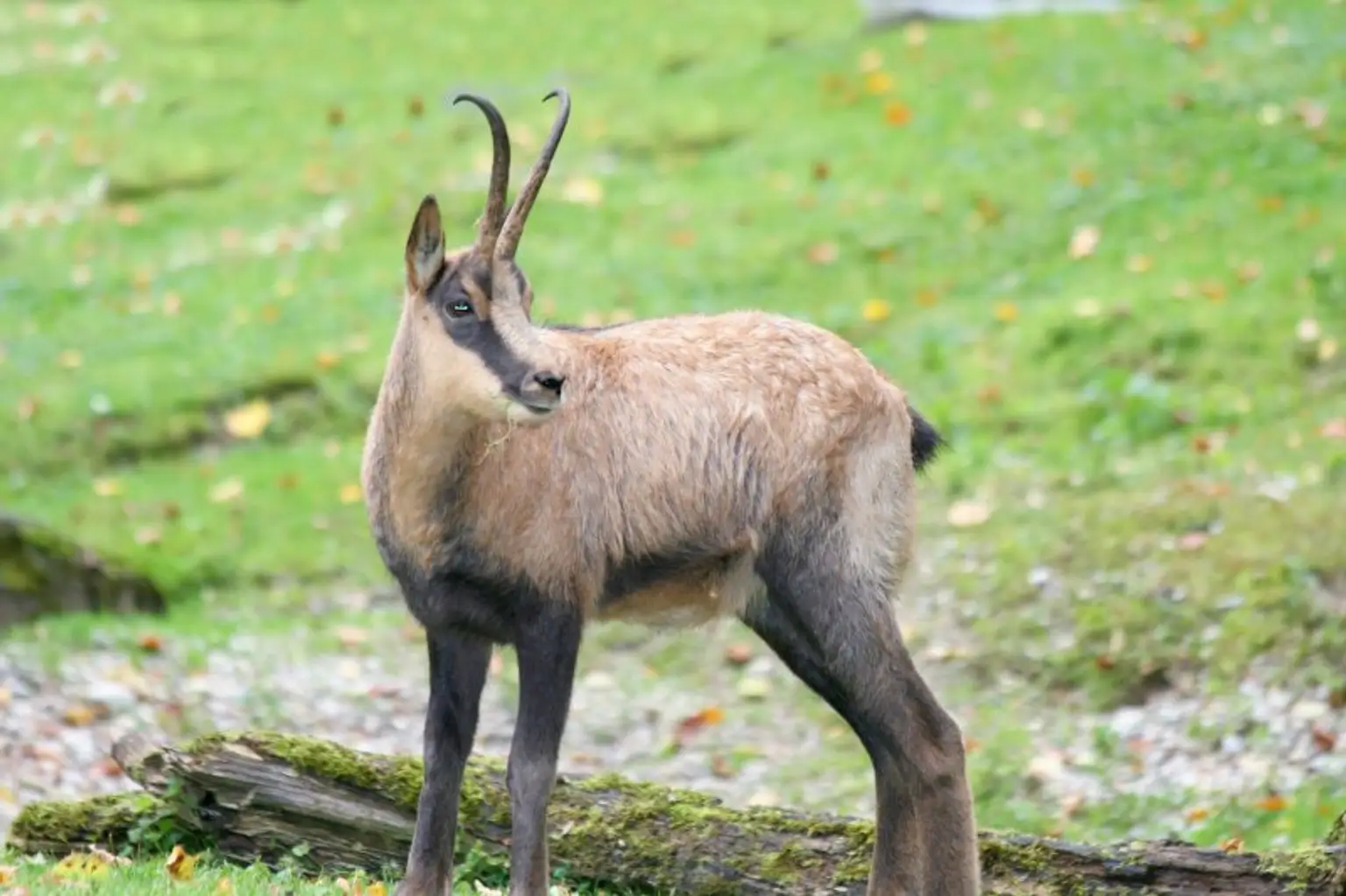 123 ha Eigenjagd mit hohem Altholzbestand
