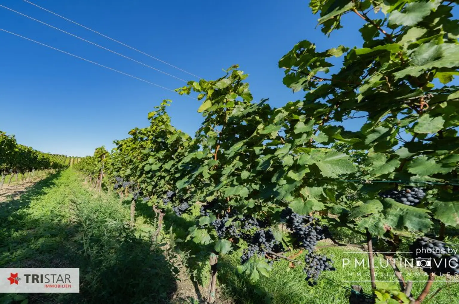 Sonnenseite Österreichs++Willkommen in  7122 Gols – dem Ort, wo der Wein zuhause ist und das Leben nach Sonne schmeckt++Grundstücksfläche: ca. 889 m²++Tradition, Lebensfreude und Naturverbundenheit