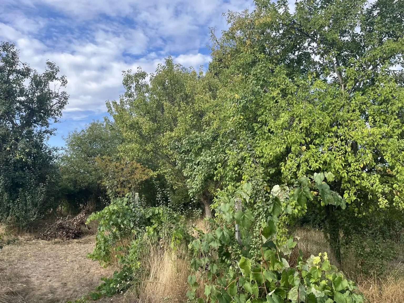 sehr viele Obstbäume