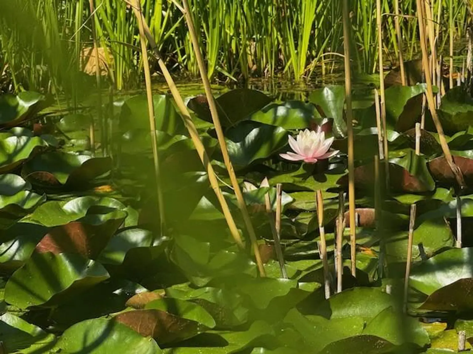 Wohnhaus inmitten vom Gartenparadies