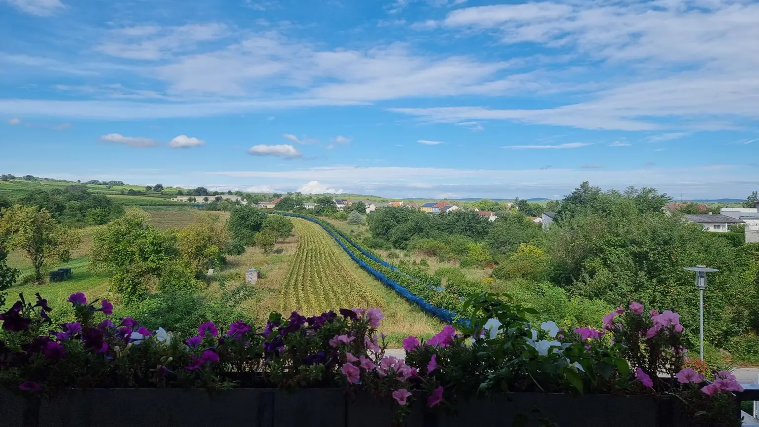 Blick in Weinberge1