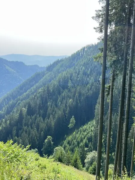 123 ha Eigenjagd mit hohem Altholzbestand