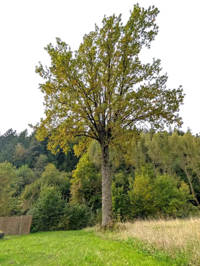 Sanierungsbedürftiger Bungalow mit großem Grundstück - in ruhiger, sonniger Lage