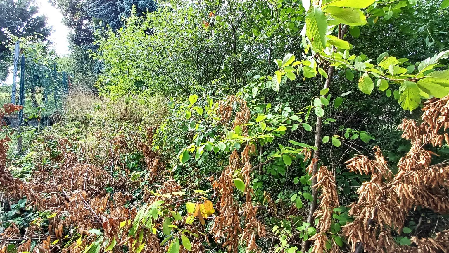 burgenländischer Streckhof - Baugrund mit Altbestand, Abriss o. Sanierung