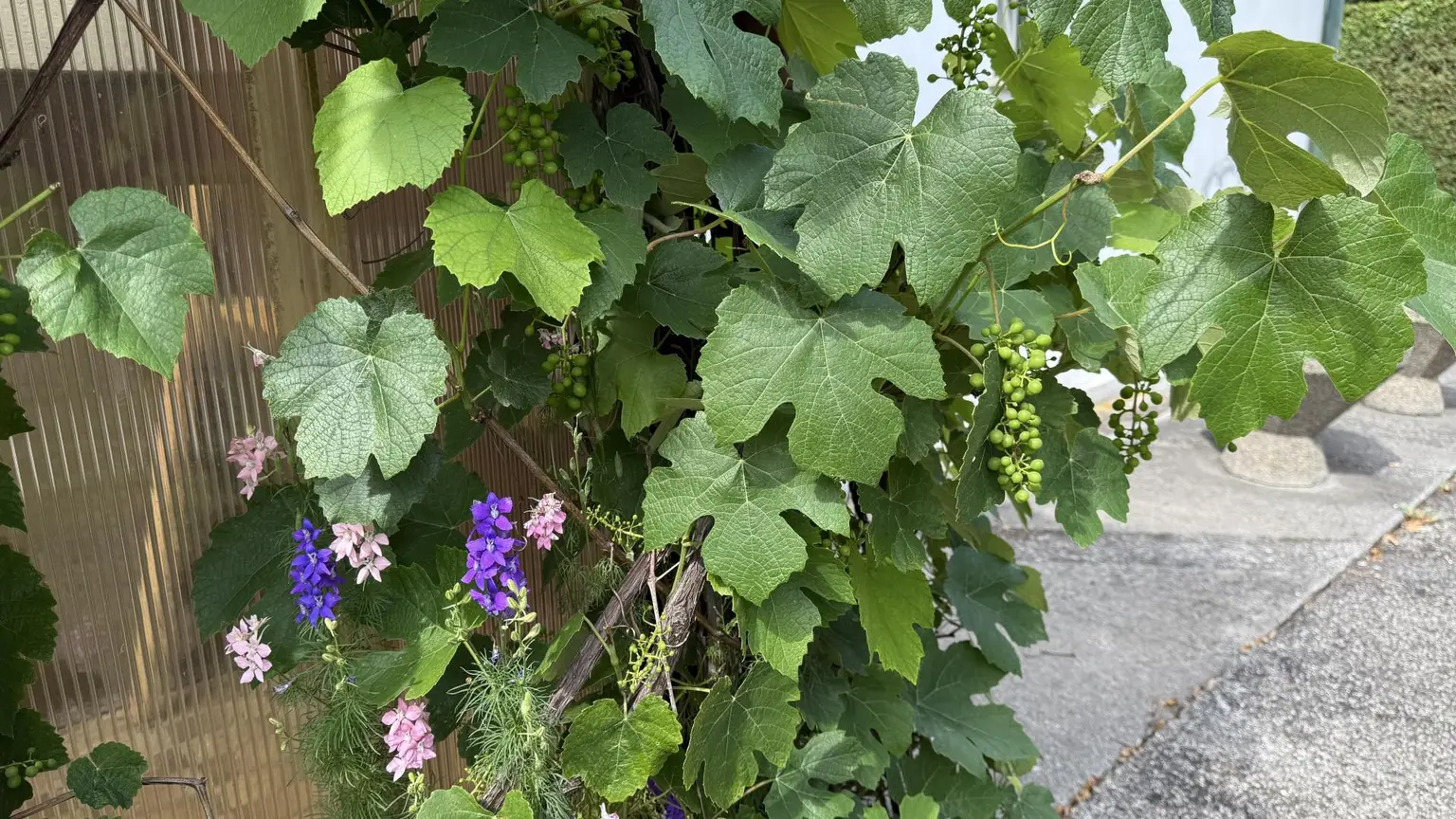 Weintrauben