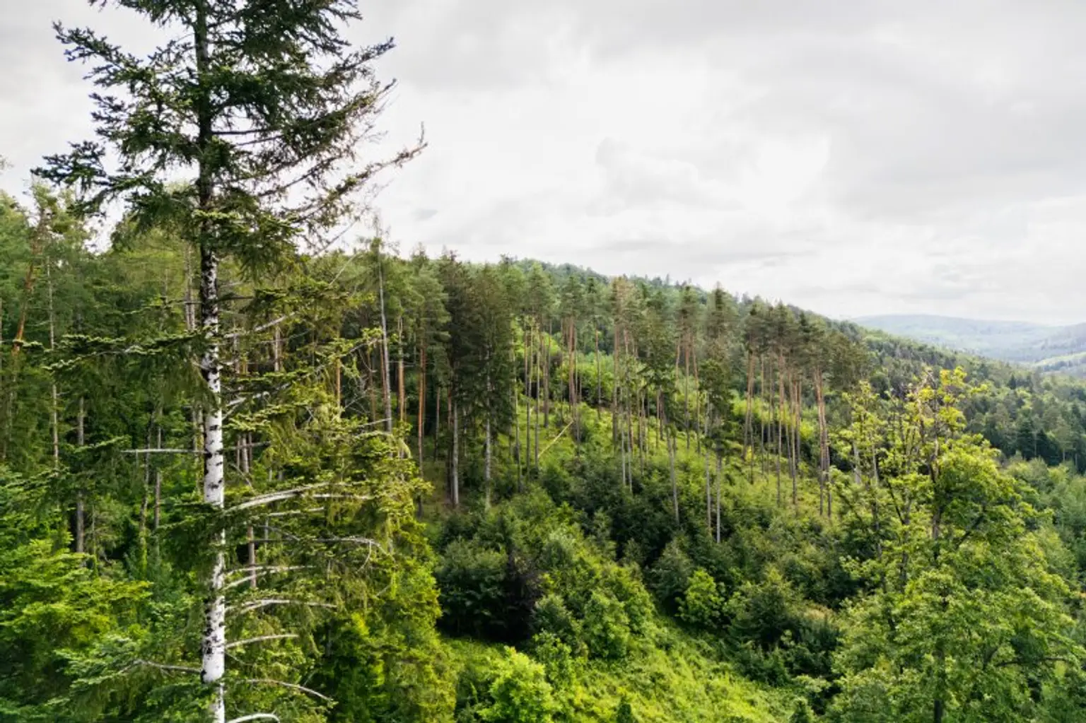 Aufgelichtete Nadelholzbestände