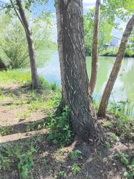 ++Wohnen wo andere Urlaub machen, der Bungalow am See in Hövej++
