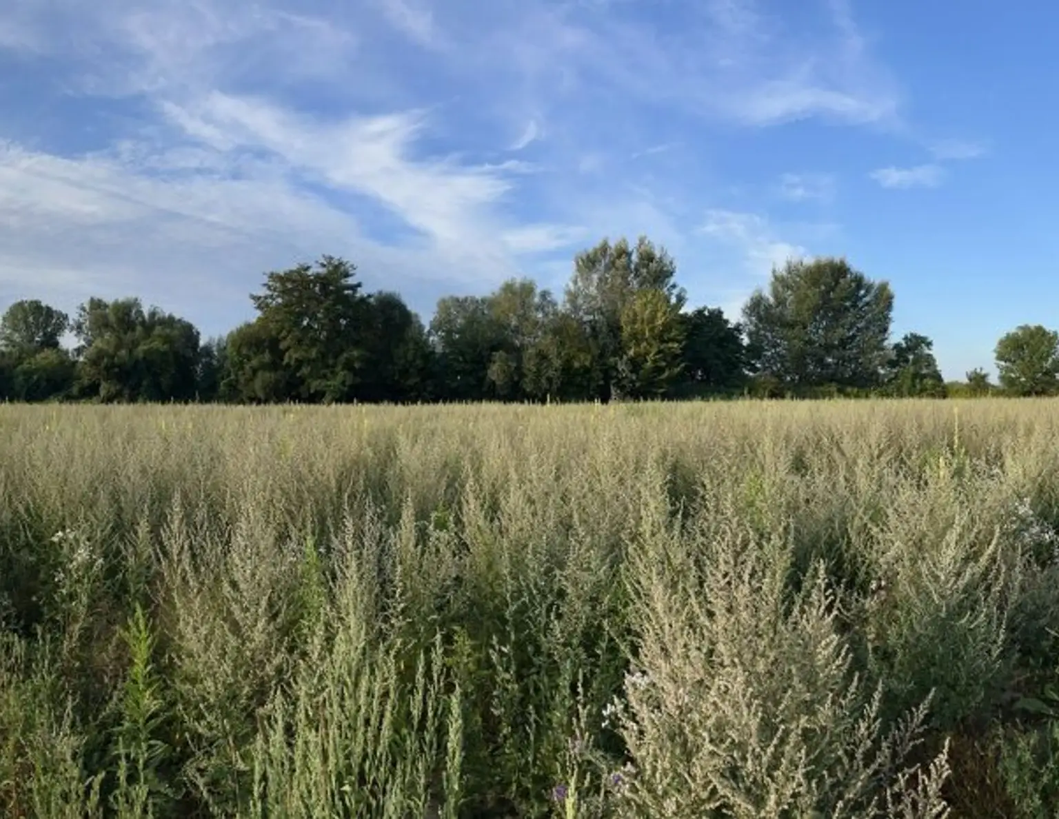 Traumgrundstück für Ihr Eigenheim in idyllischer Lage - 4 Grundstücke (500-540m²) in Luftenberg an der Donau, Oberösterreich