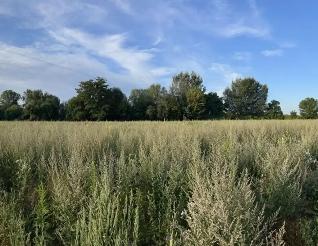 Traumgrundstück für Ihr Eigenheim in idyllischer Lage - 4 Grundstücke (500-540m²) in Luftenberg an der Donau, Oberösterreich