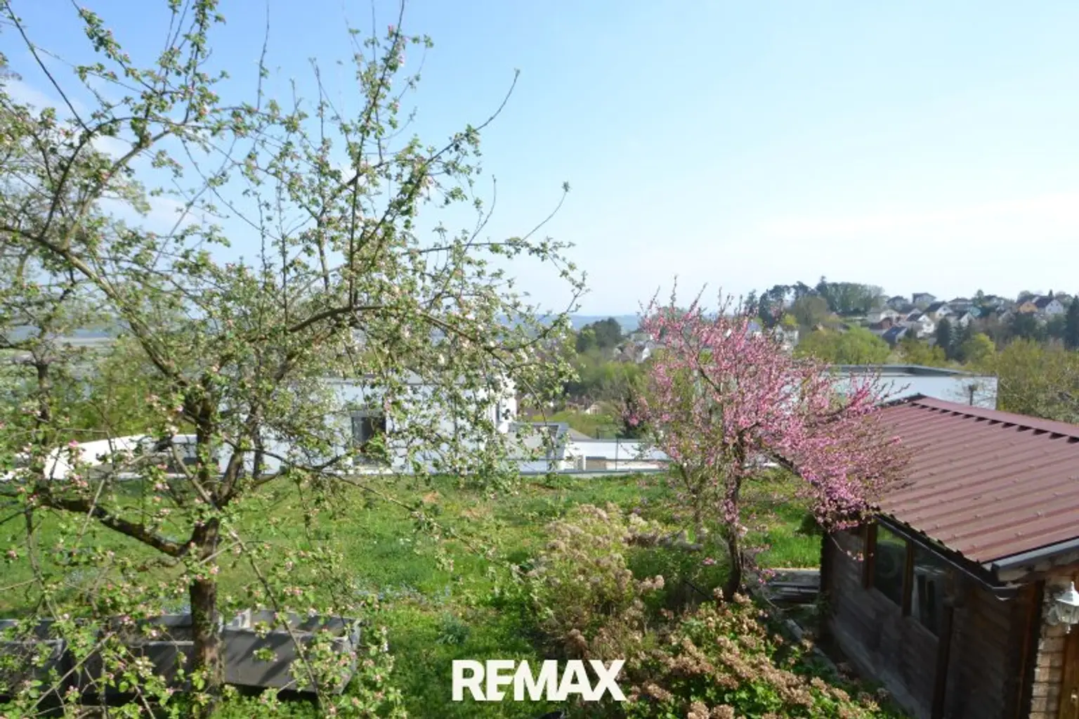 Apfelbaum zum Greifen nahe