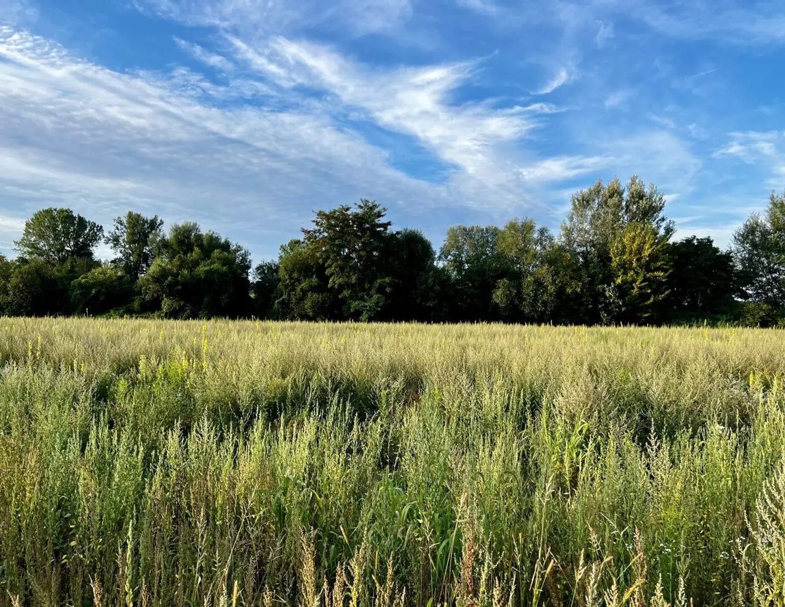 Traumgrundstück für Ihr Eigenheim in idyllischer Lage - 4 Grundstücke (500-540m²) in Luftenberg an der Donau, Oberösterreich