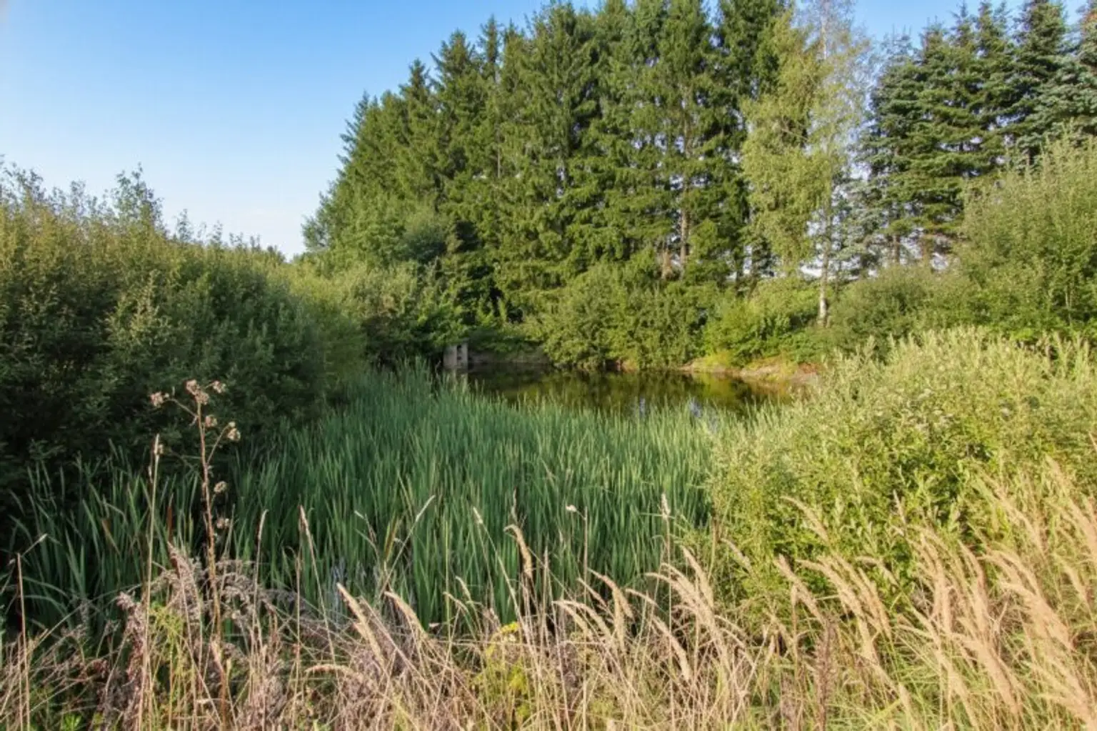 *****Fischteiche im nördlichen Waldviertel*****