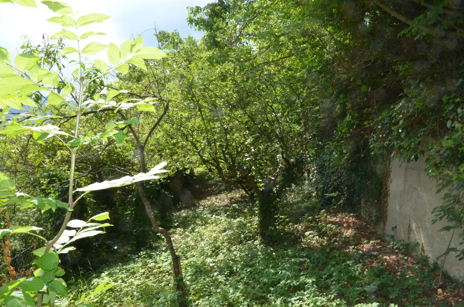 Garten Rückseite 1