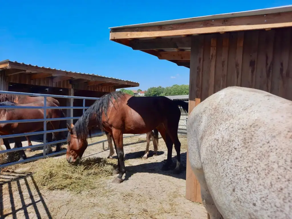 Reiterparadies im Weinviertel – Ihr Traum vom Landleben!