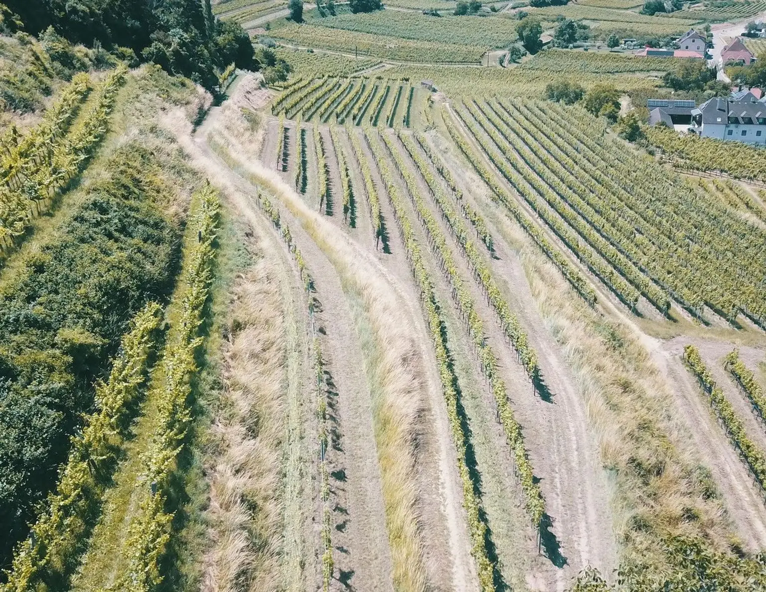 Wachau Weingarten in Top Lage