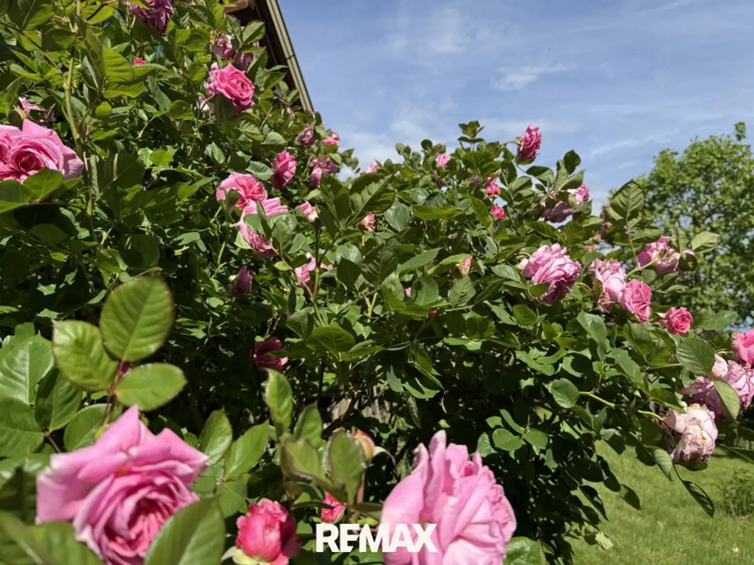 Rosen, Rosen, Rosen ….. 😍