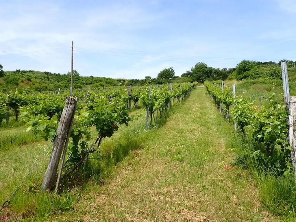 SELTENE GELEGENHEIT: WEINGÄRTEN IN ENGELMANNSBRUNN, FELS AM WAGRAM, RUPPERSTHAL UND THÜRNTHAL - WEINGARTEN, LANDWIRTSCHAFTLICHE FLÄCHE