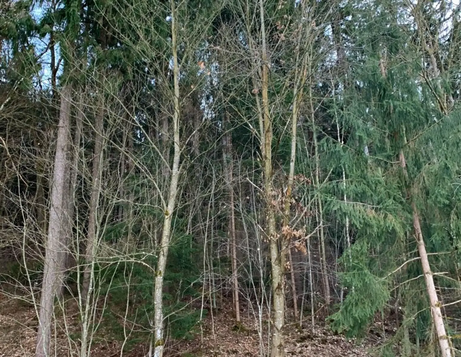 Waldgrundstück (4,26 ha) in Weitendorf zu verkaufen