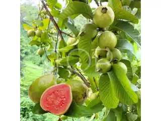 Finca-La-Esperanza-Tenerife (7)