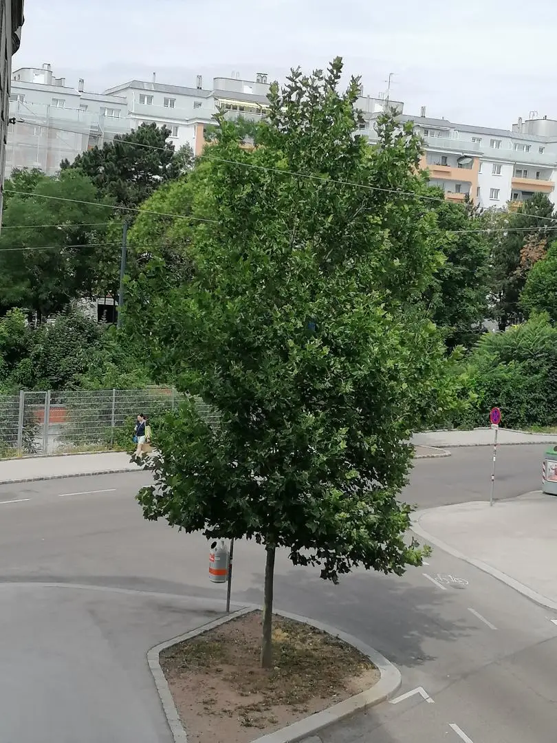 Aussicht Cervantesgasse, IMG_20220707_104339