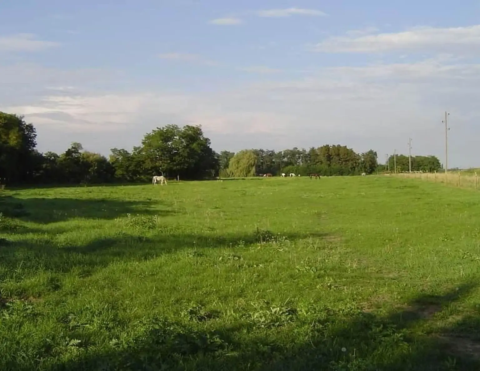 Reitgut Schloß Niederabsdorf