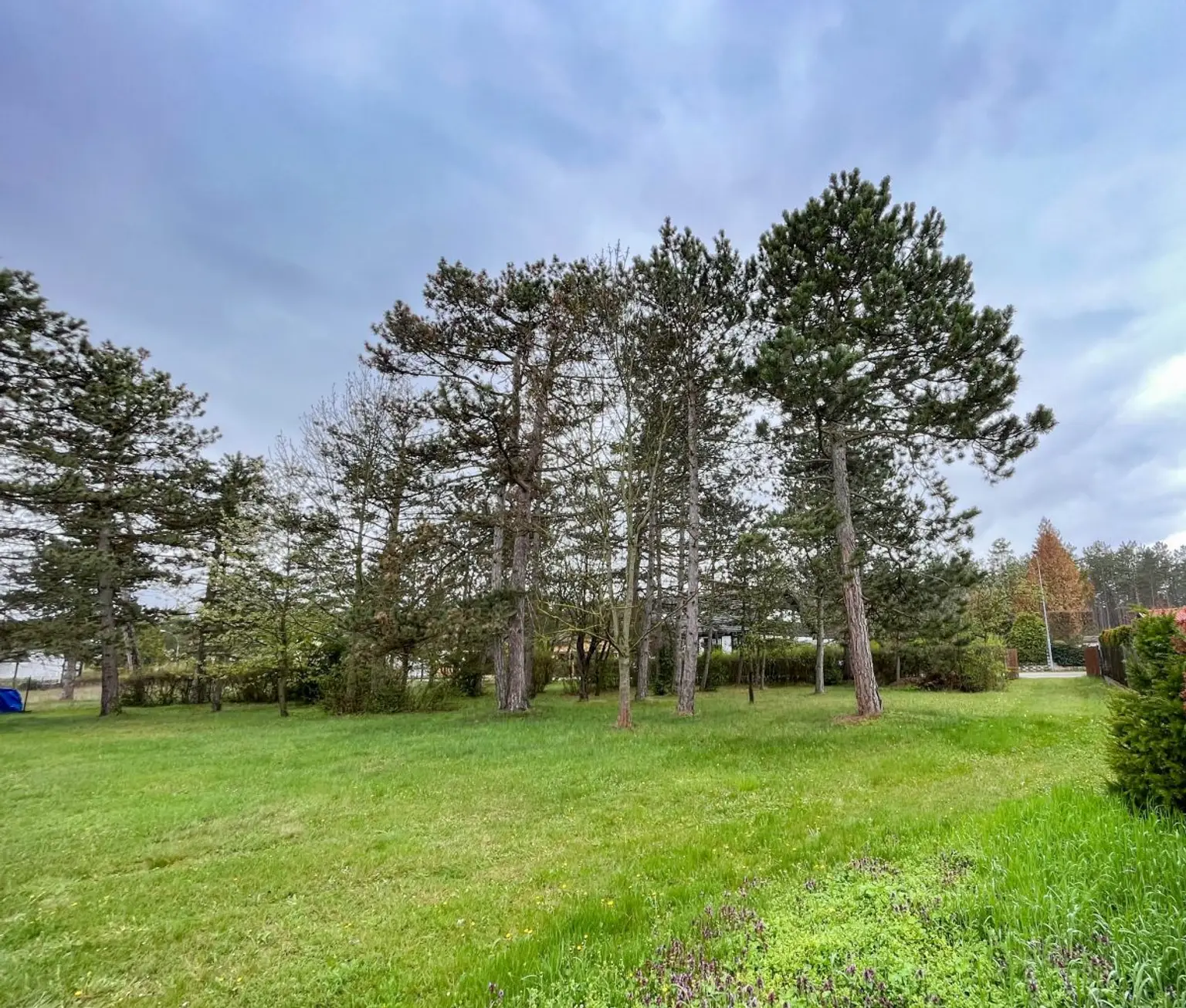 [06125] RESERVIERT - So wow! 1.560m² Bauland in Föhrenau/Schwarzau am Steinfeld