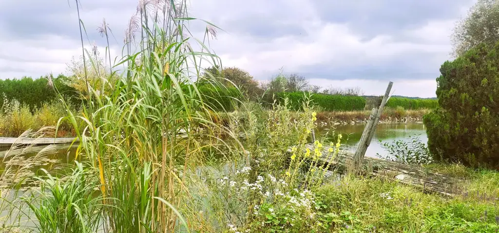 ENTSPANNUNG PUR - FISCHTEICH MIT HÜTTE UND STREUOBSTWIESE