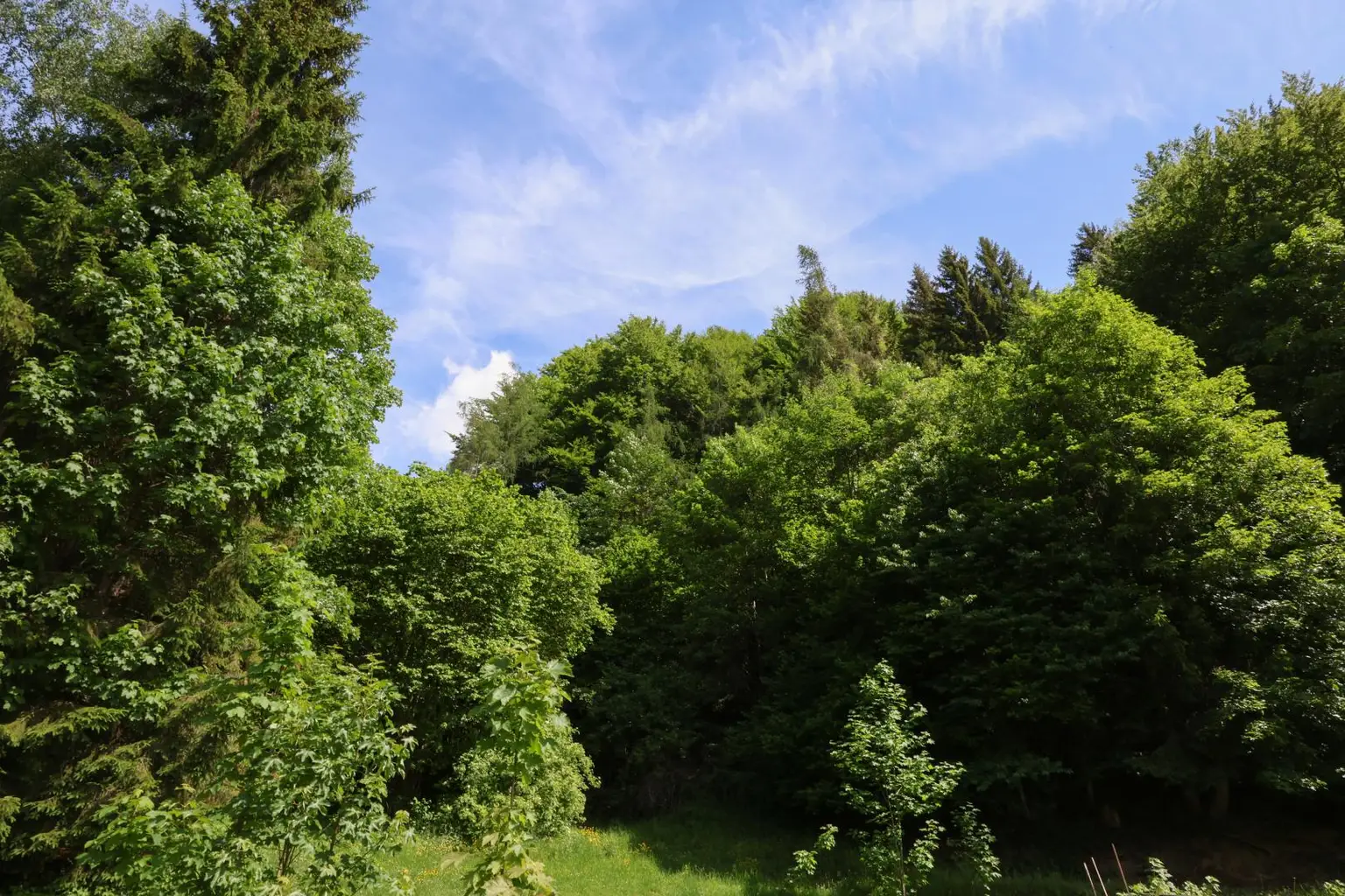 Wald hinter dem Haus