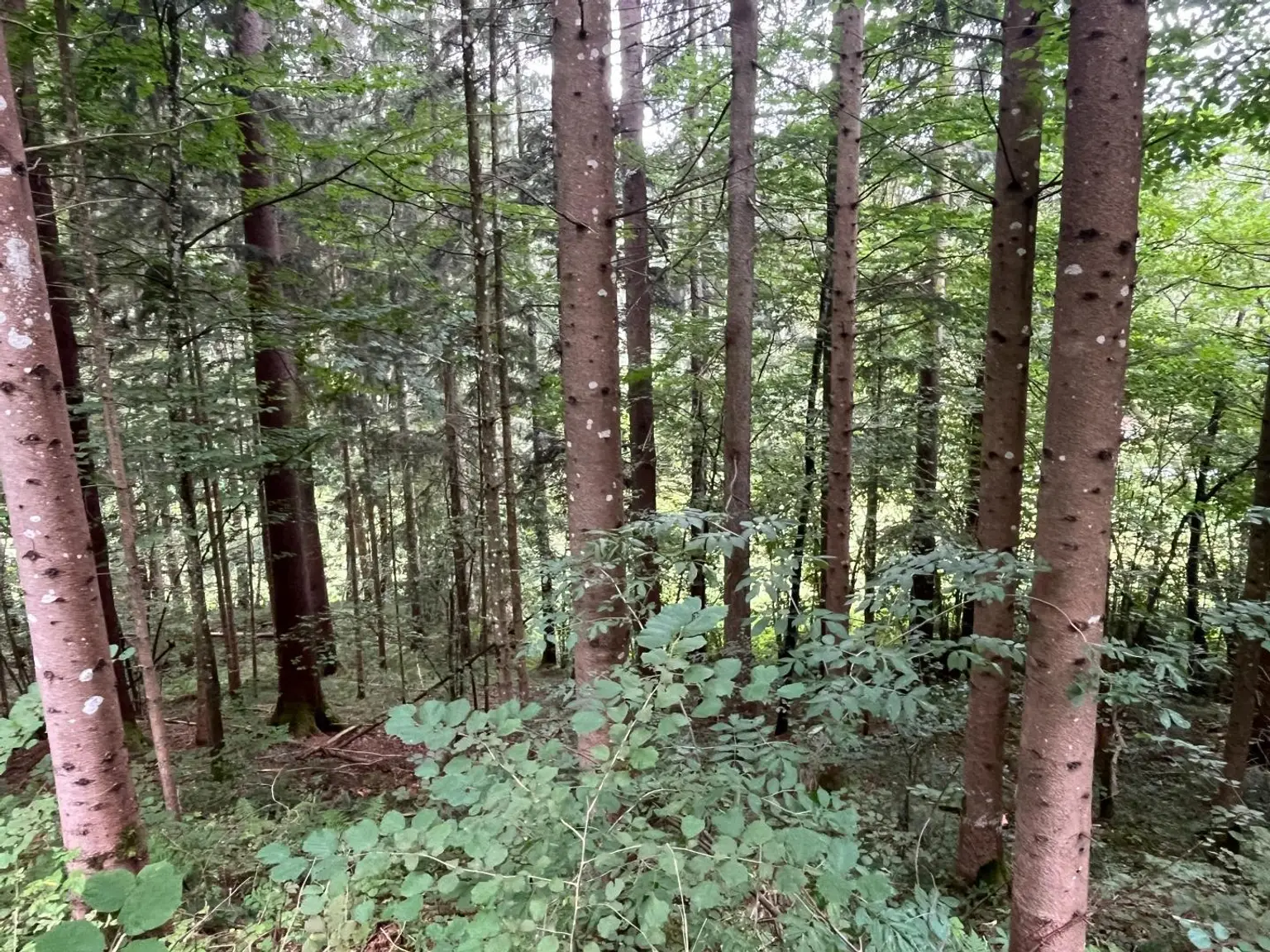 Wald
