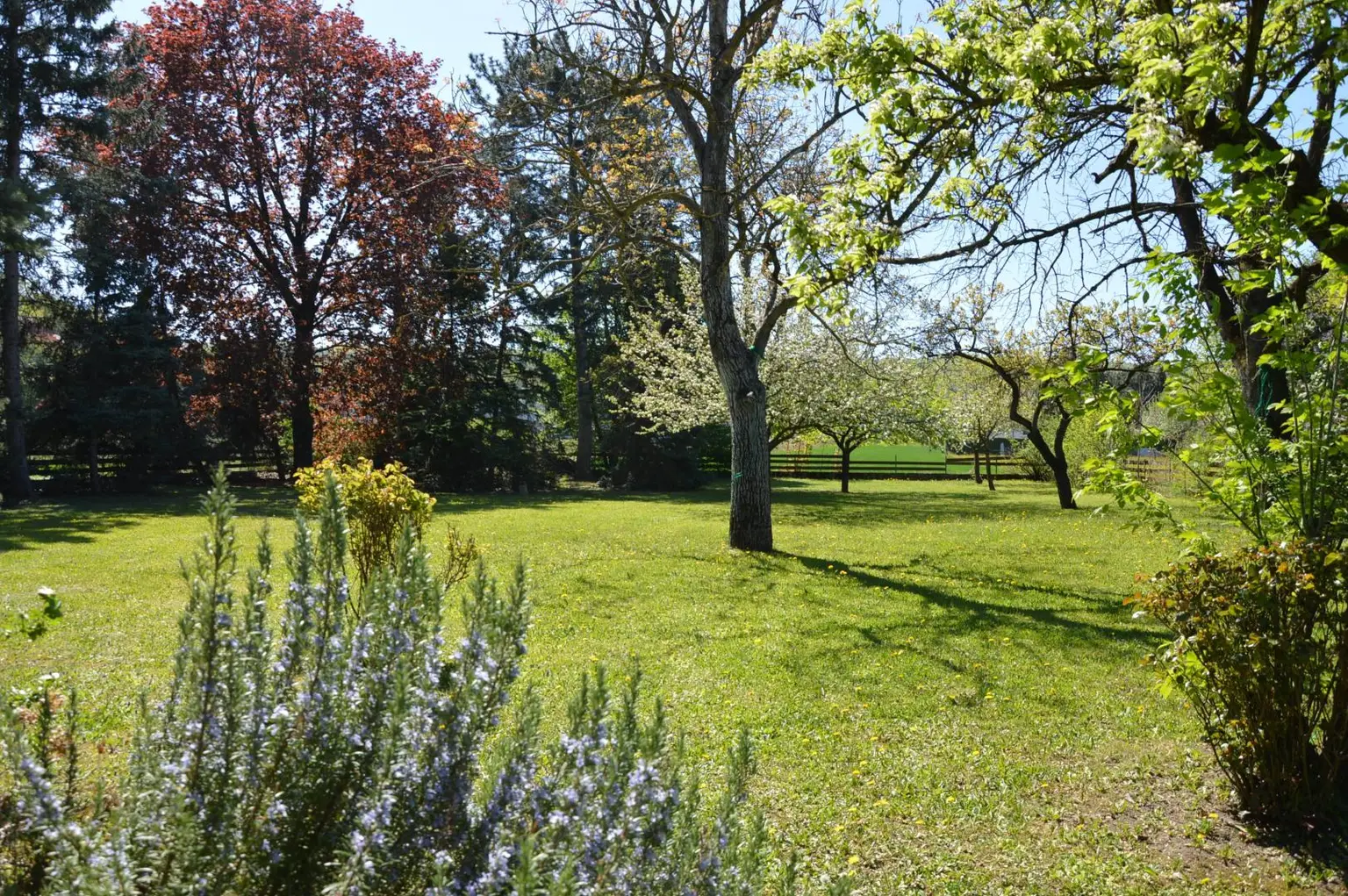 weitläufiger Garten - Bauland