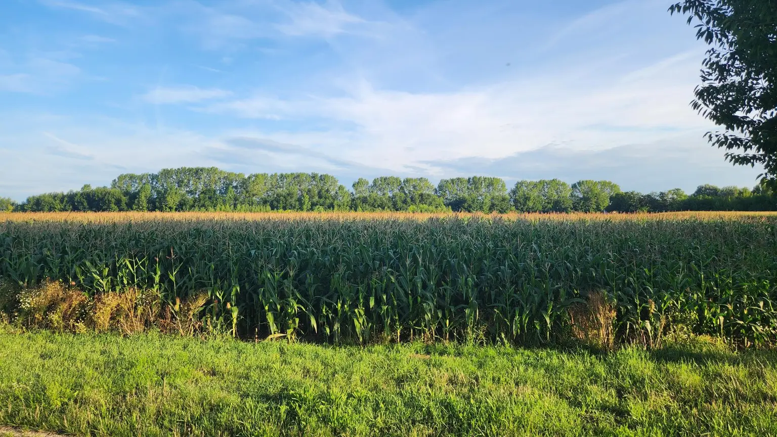EINE SELTENE GELEGENHEIT AUF EINE KLEINE ACKERFLÄCHE IN FREUNDORF - ZUSAMMENHÄNGENDE LANDWIRTSCHAFTLICHE FLÄCHE