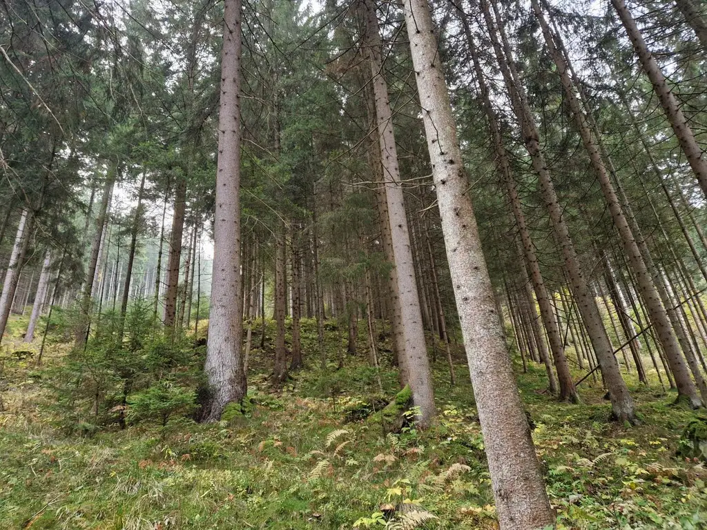 Zusammenhängende, ca. 2,35 ha große Waldfläche in Weitenbach bei Reichenfels im Lavanttal