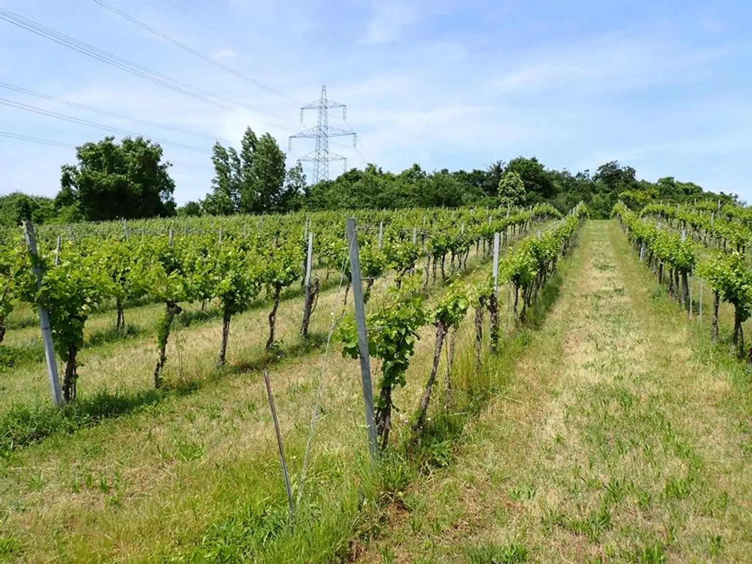 SELTENE GELEGENHEIT: WEINGÄRTEN IN ENGELMANNSBRUNN, FELS AM WAGRAM, RUPPERSTHAL UND THÜRNTHAL - WEINGARTEN, LANDWIRTSCHAFTLICHE FLÄCHE