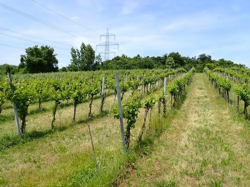 SELTENE GELEGENHEIT: WEINGÄRTEN IN ENGELMANNSBRUNN, FELS AM WAGRAM, RUPPERSTHAL UND THÜRNTHAL - WEINGARTEN, LANDWIRTSCHAFTLICHE FLÄCHE